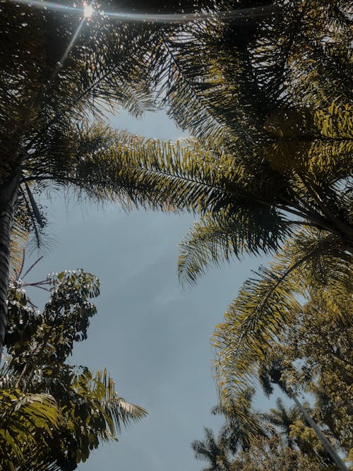 Free stock photo of mexico, nature, palm tree
