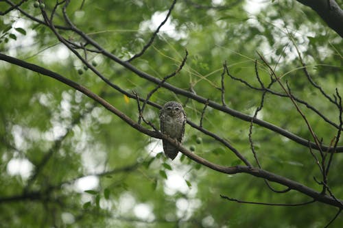 Free An Owl Perched on a Branch Stock Photo