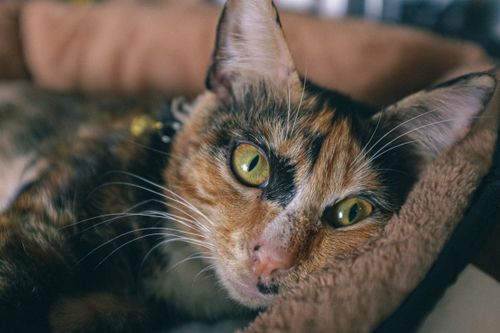 Free Calm tortoiseshell cat lying comfortably indoors with alert eyes. Stock Photo