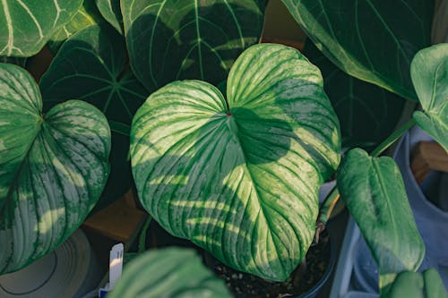 A Heart Shaped Homalomena Leaf