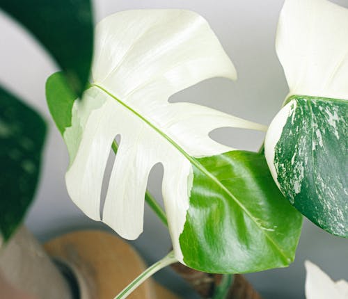 White and Green Flower in Close Up Photography