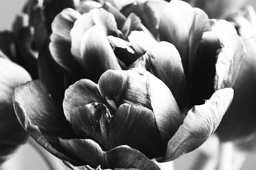 Grayscale Photo of a Flower 