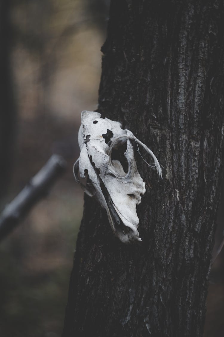 Animal Skull On Tree