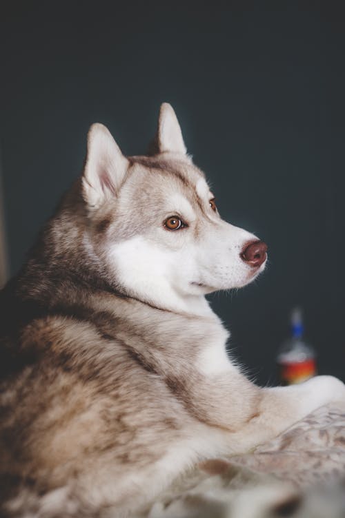 Close-Up Shot of a Siberian Husky