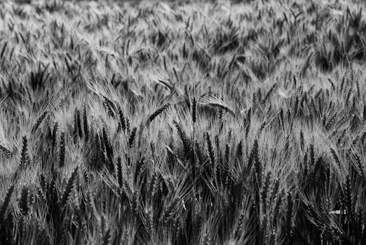 Corn Chex cereal image 3