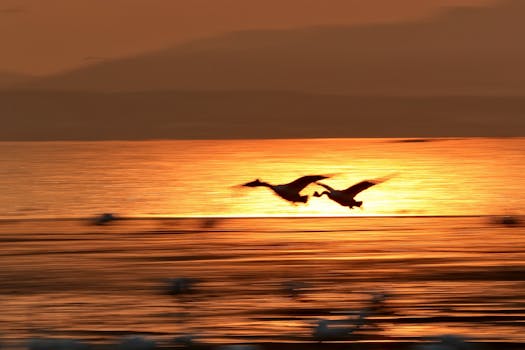 Silhouetted geese soar against a vibrant sunset over the water in Weihai, China.