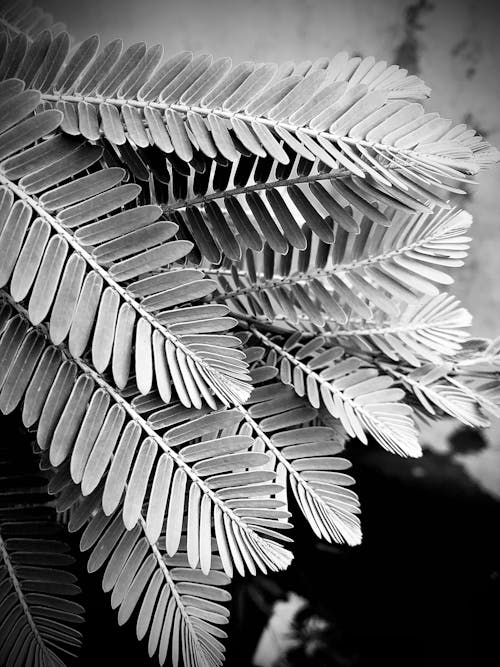 Grayscale Photo of Fern Leaves