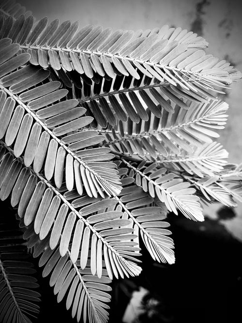 Free Artistic black-and-white close-up of fern leaves showcasing intricate pattern and texture. Stock Photo