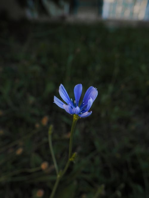 Blue Flower on Green Stem