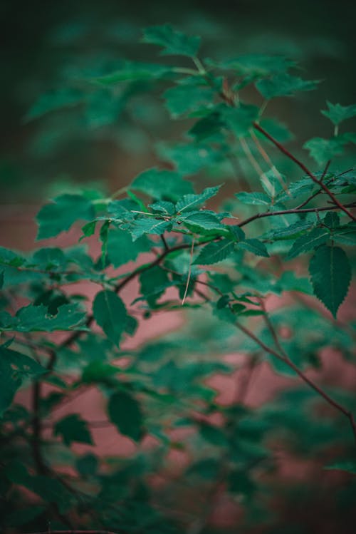 Green Leaves in Tilt Shift Lens