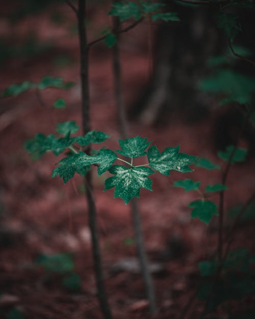 가지, 나뭇잎, 땅의 무료 스톡 사진