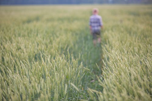 Shallow Focus Photo of Wheat Field