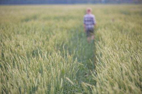 Free A young child walks through a vibrant green wheat field, embracing nature's tranquility. Stock Photo
