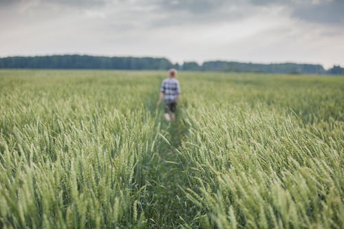 A Person Walking in the Middle of the Wheat Field