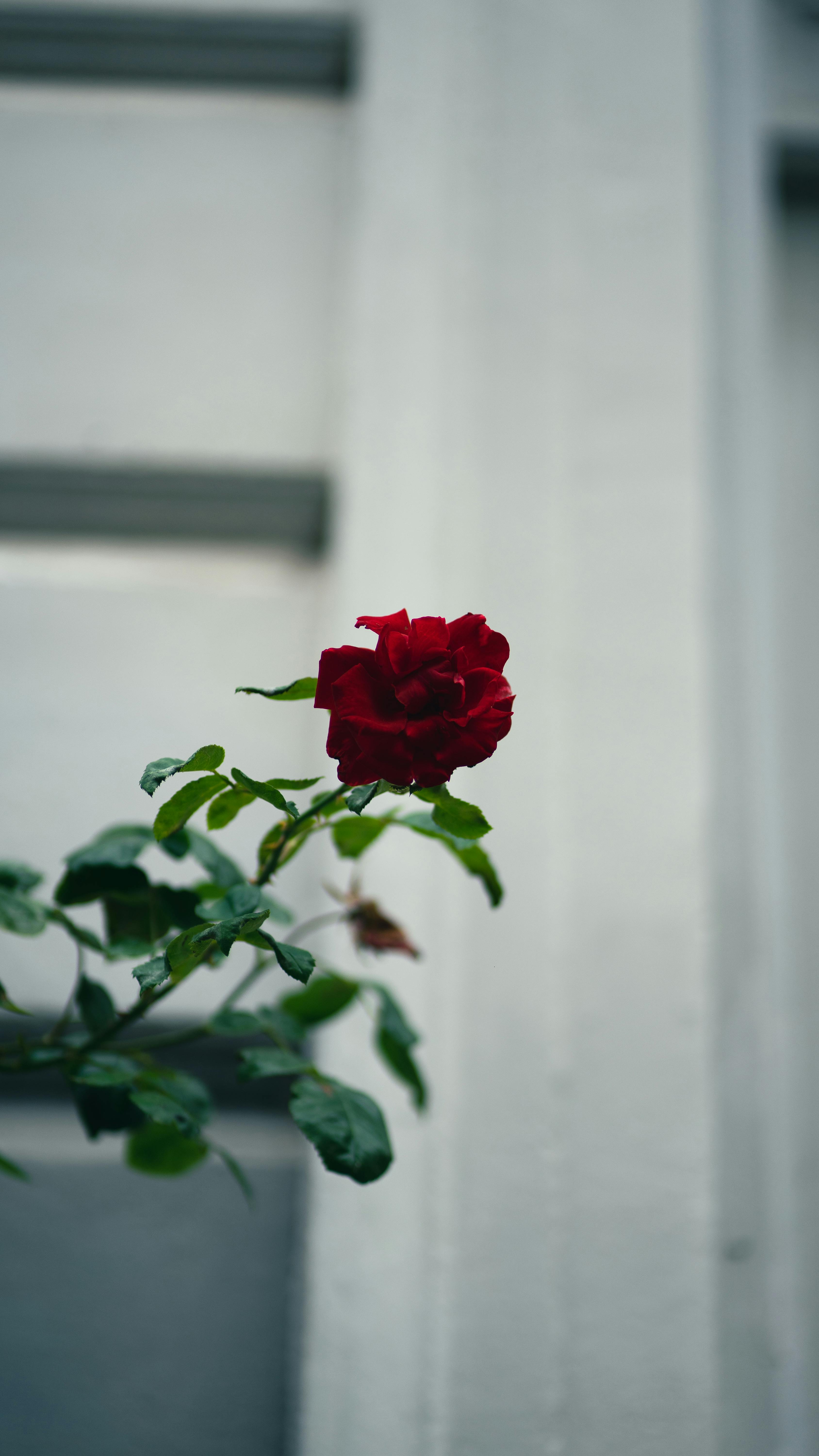 Three Red Roses Near Red Box · Free Stock Photo