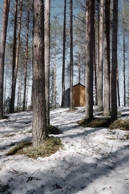 Brown Wooden House in the Middle of the Forest