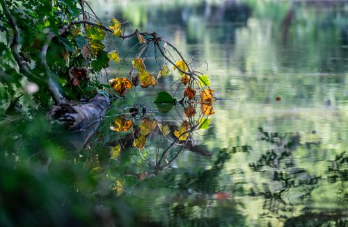 Free Tranquil scene of branches and vivid autumn leaves reflecting on a serene lake surface. Stock Photo