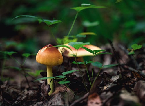 Close-Up Shot of a Brown Mushroom