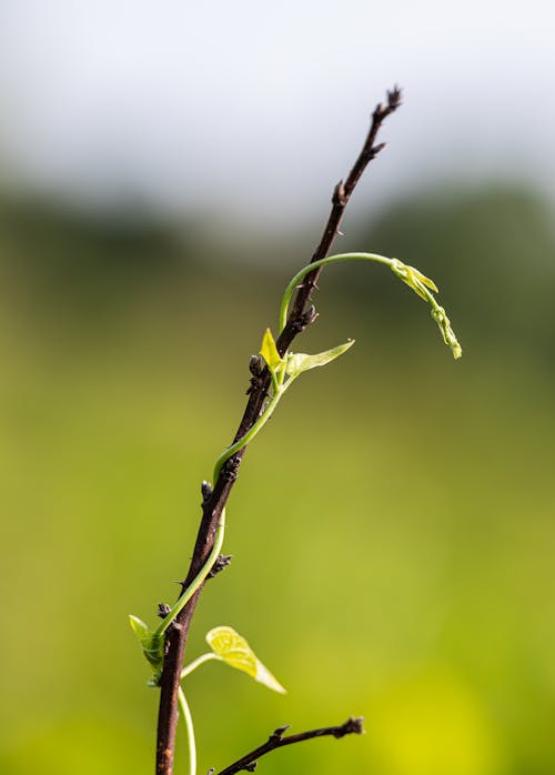 Close-Up Shot of a Plant 