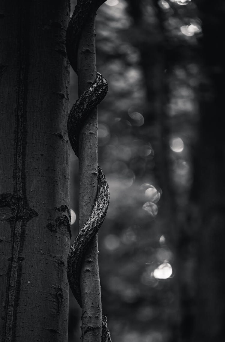 Snake On The Tree