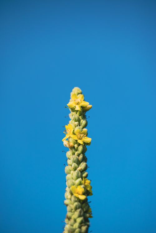 Free Vibrant yellow flowers blooming on a stem with clear blue sky background. Stock Photo