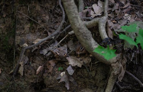 Foto d'estoc gratuïta de branques, branquillons, esquirol