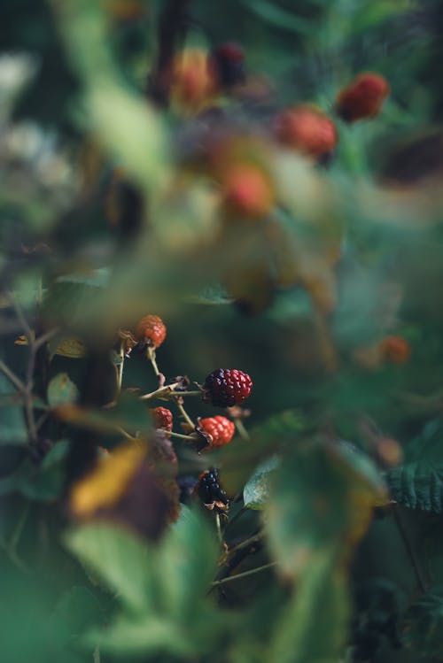 Close-Up Shot of Red Berries on a Tree