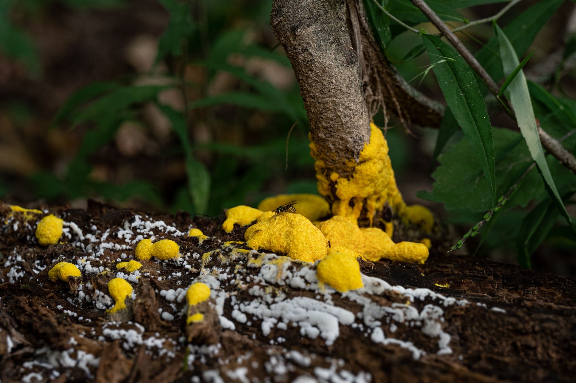 Identifying and Understanding Slime Mold in Your Garden: What is It, Is It Harmful, and When to Intervene