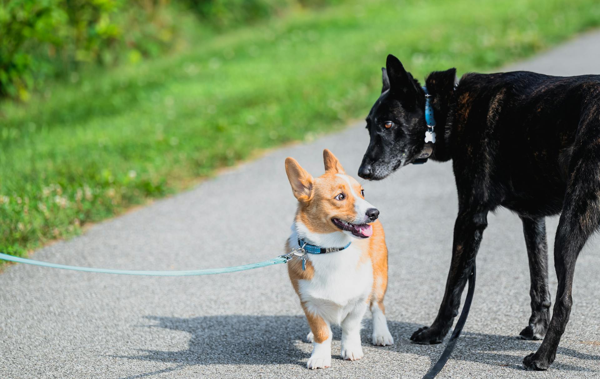 Two Dogs on a Concrete Road