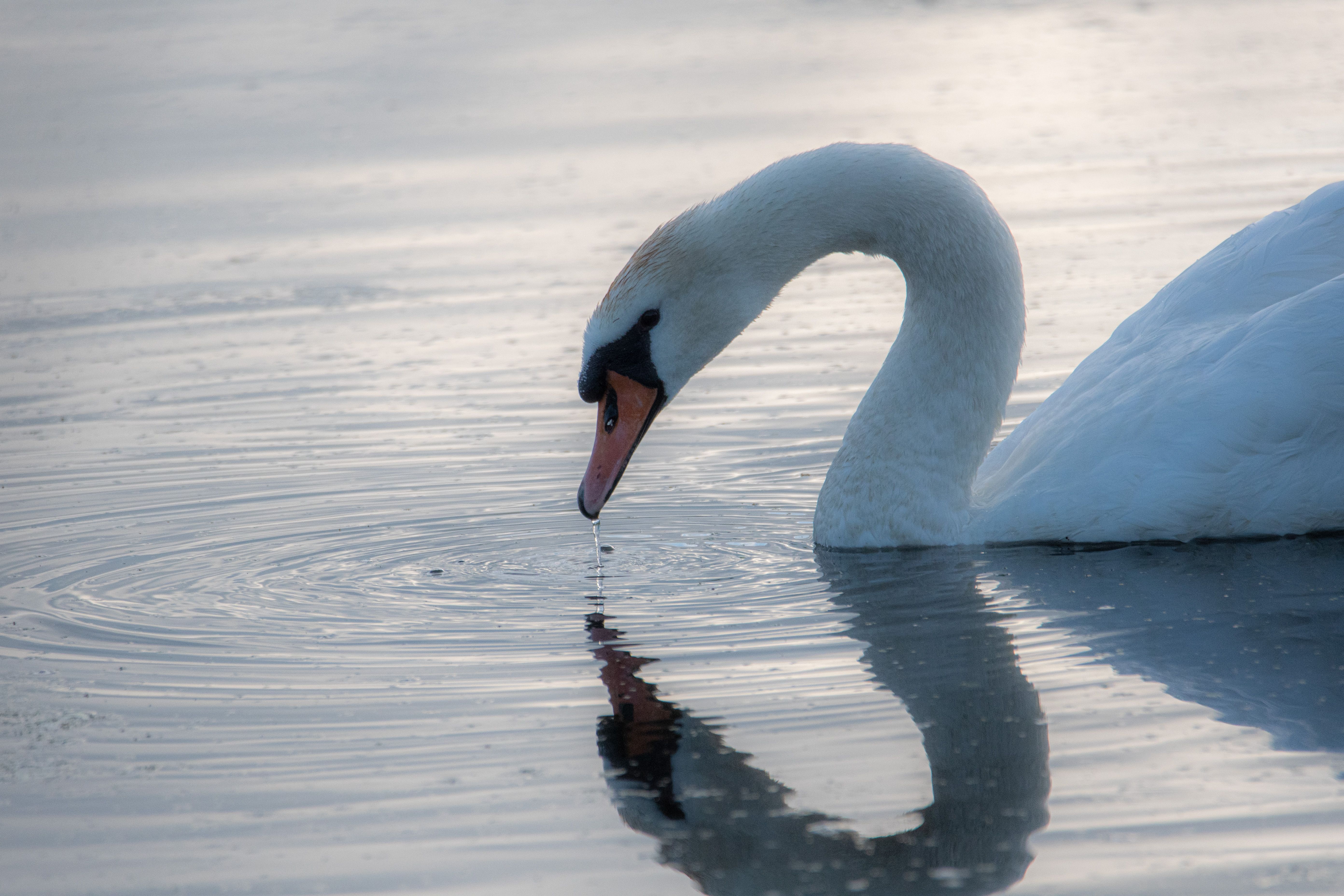 Reflection of Swan on Body of Water · Free Stock Photo