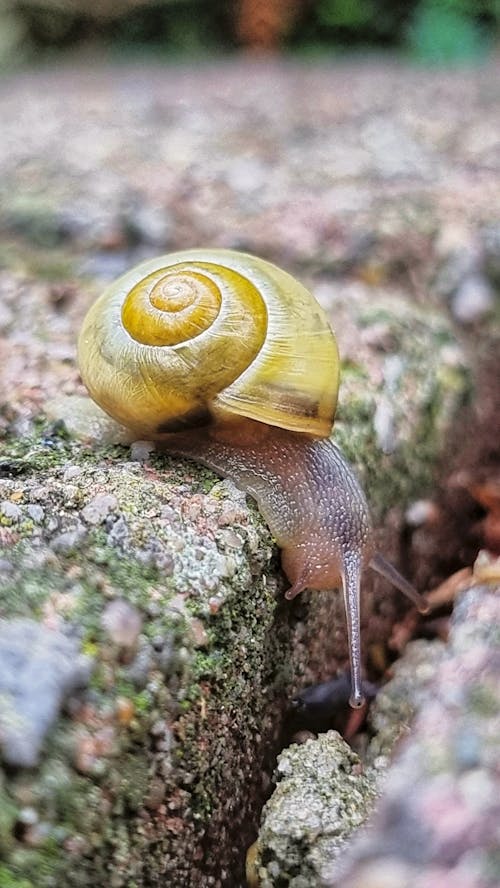 Free stock photo of small animal, snail, snail shell