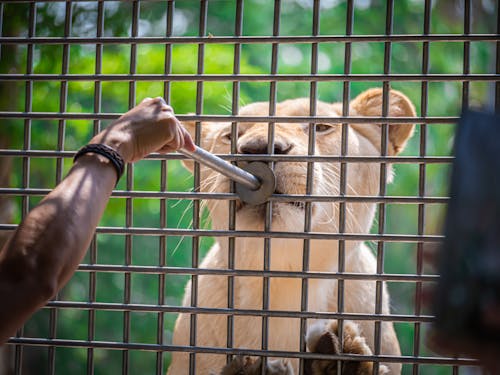 Free stock photo of animal, lion, tiger