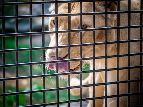 Free stock photo of animal, lion, tiger