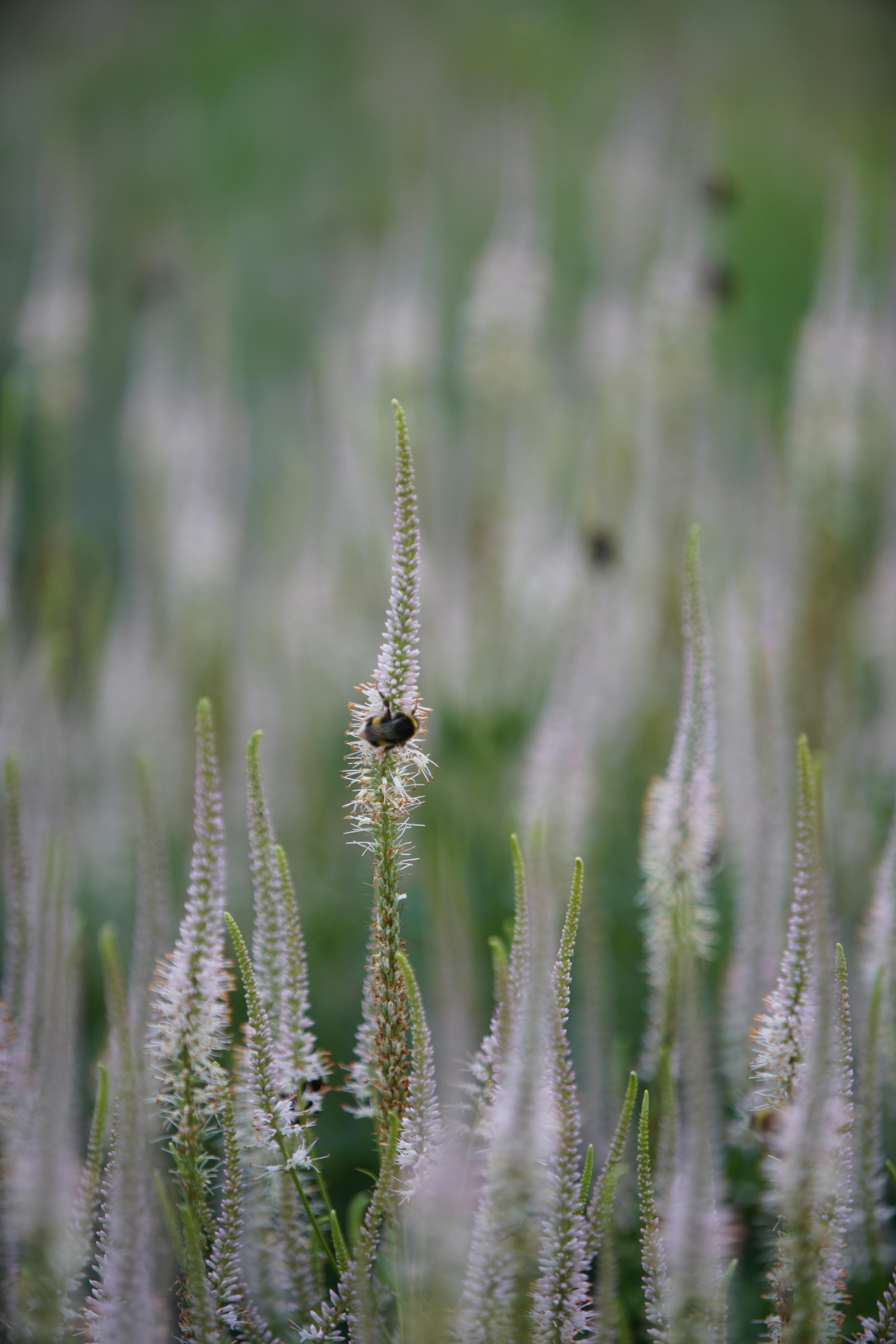 Veronicastrum virginicum