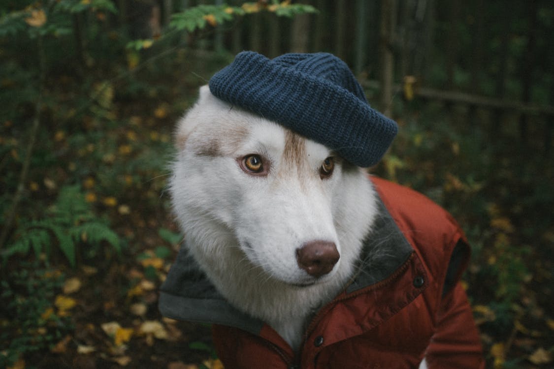 Free White and Black Siberian Husky Wearing Black Knit Cap and Red and Black Jacket Stock Photo
