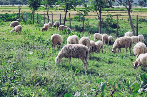 A Herd of Sheep Grazing at a Farm