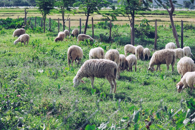 A Herd Of Sheep Grazing At A Farm