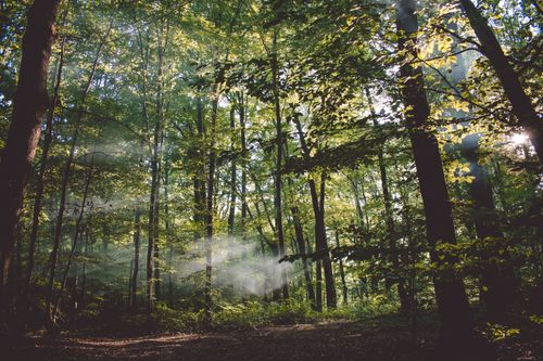 Free A tranquil forest scene with sunlight streaming through the trees in Zakarpattia, Ukraine. Stock Photo