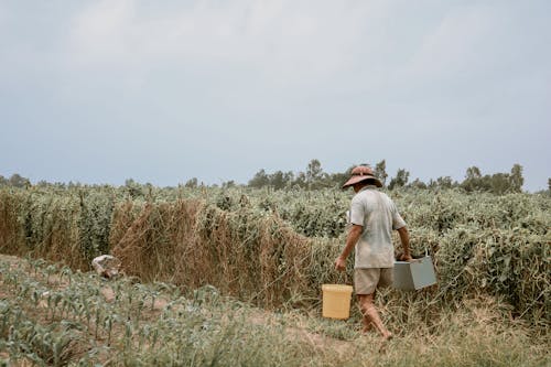 Foto stok gratis bidang, lahan pertanian, lugnar