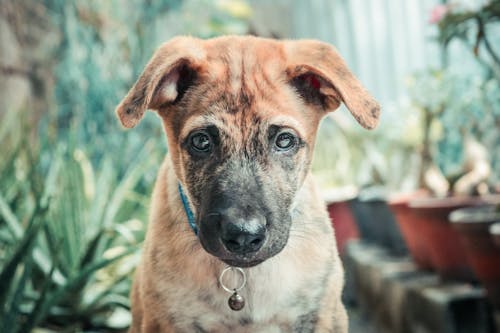 Free Brown and Black Short Coated Dog in Close Up Photography Stock Photo