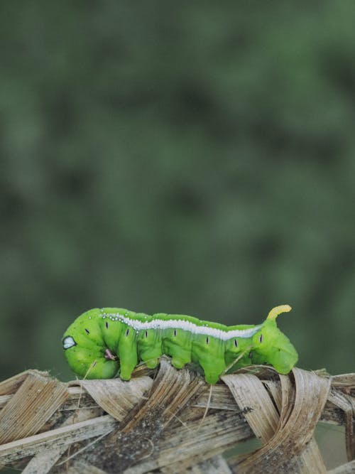 Close-Up Shot of a Green Caterpillar