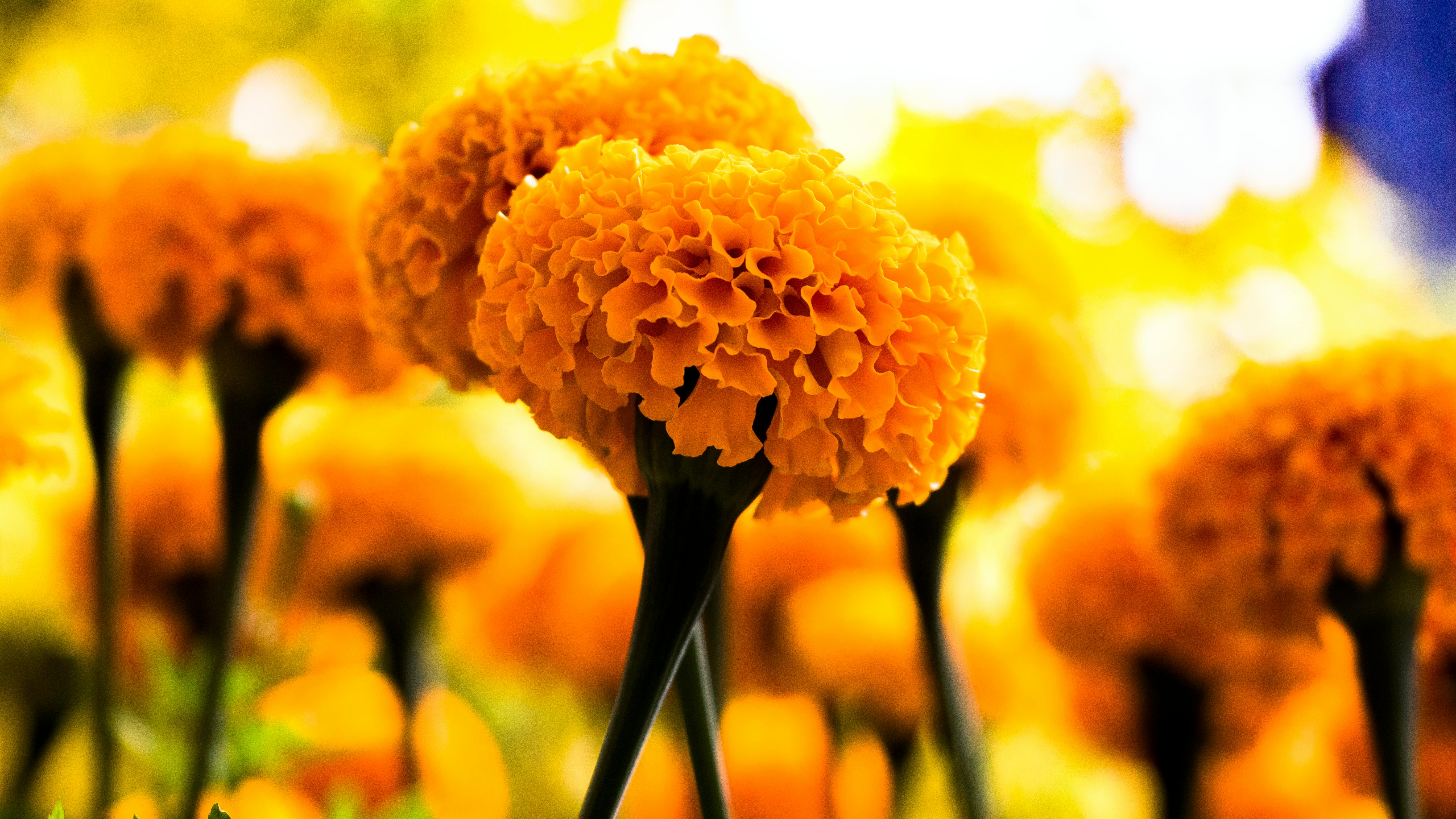 Yellow marigold flowers in sunlight