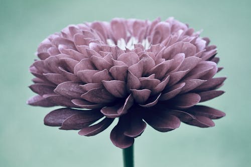 Free Flower in Macro Shot Stock Photo