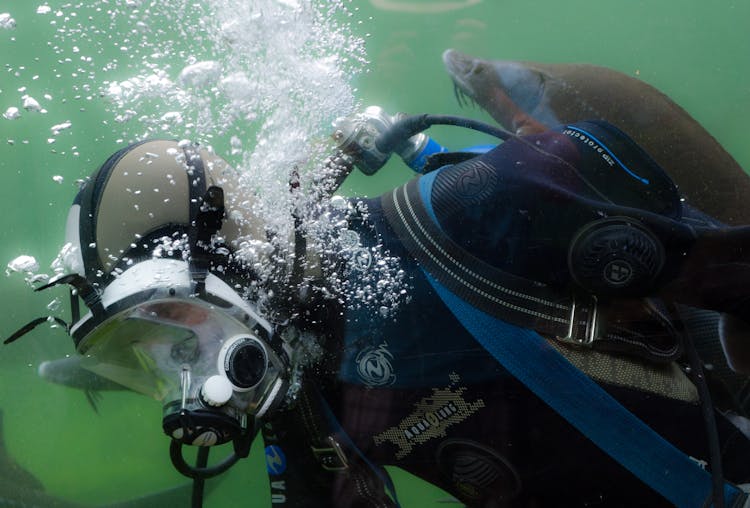 Person In Black And Blue Wetsuit Doing Scuba Diving