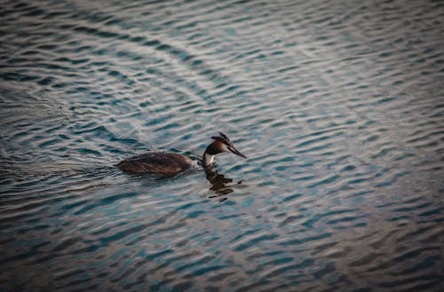 Duck in the Water