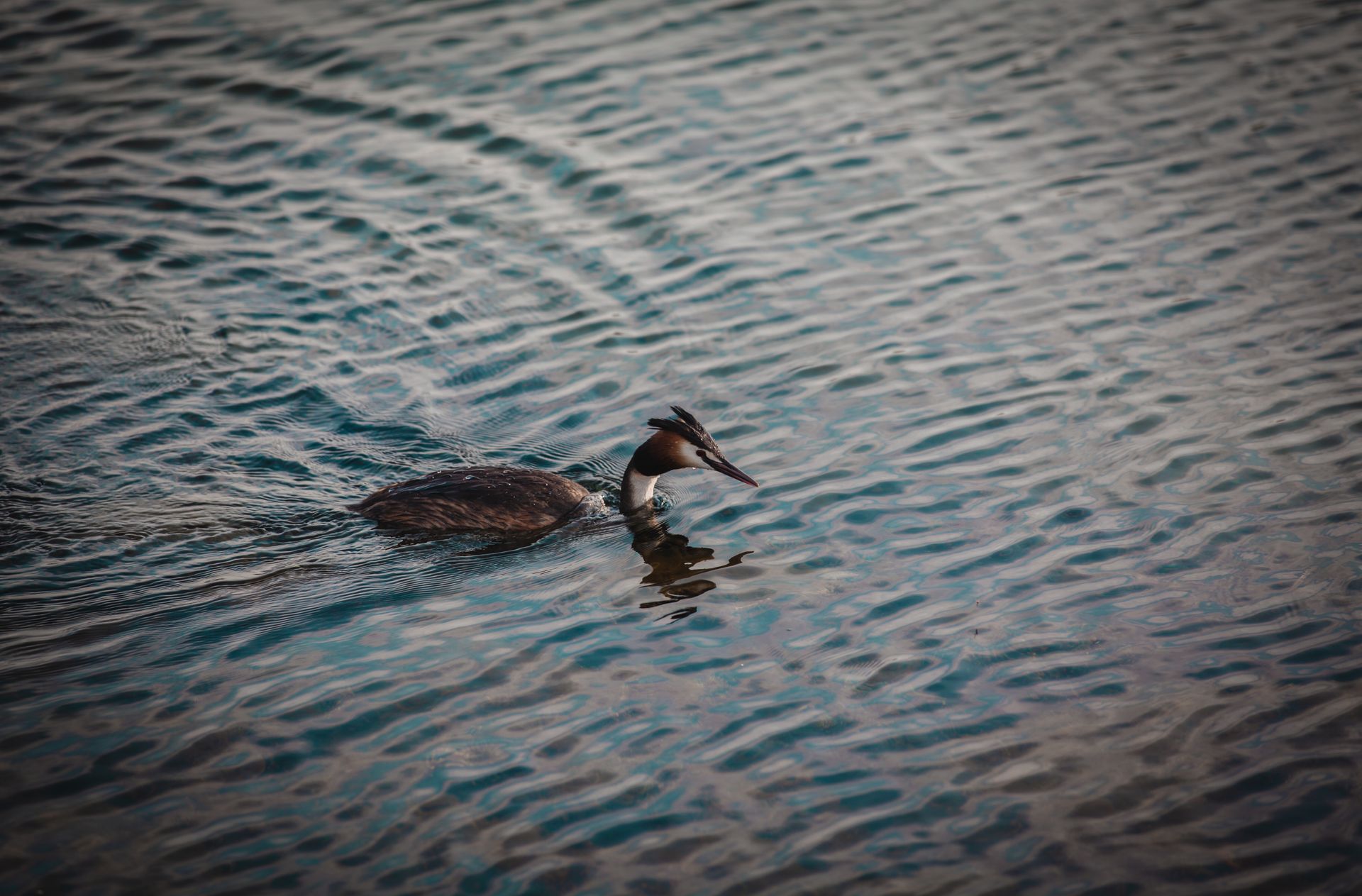 A great crested grebe gracefully swims across a calm lake with rippling water.