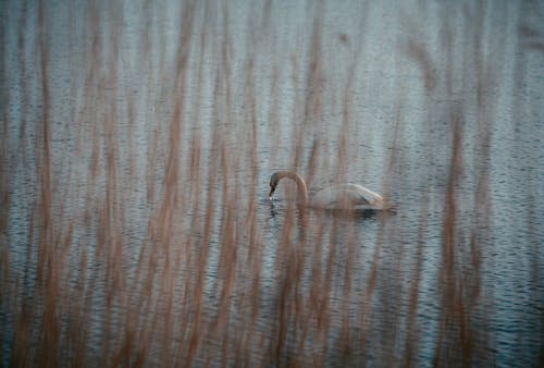 Безкоштовне стокове фото на тему «водоплавна птиця, Лебідь, озеро» стокове фото