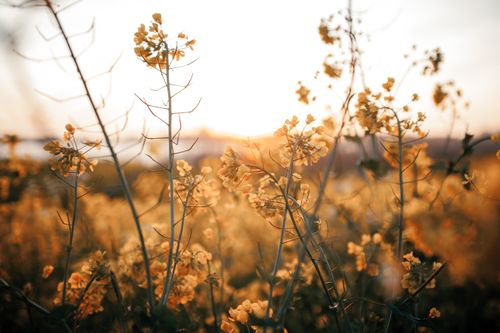 Free A serene close-up of yellow wildflowers basking in the warm glow of sunset. Stock Photo