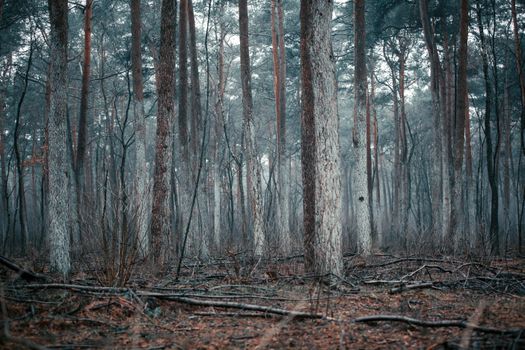 Enchanting winter forest with bare trees and mist, evoking mystery and serenity.