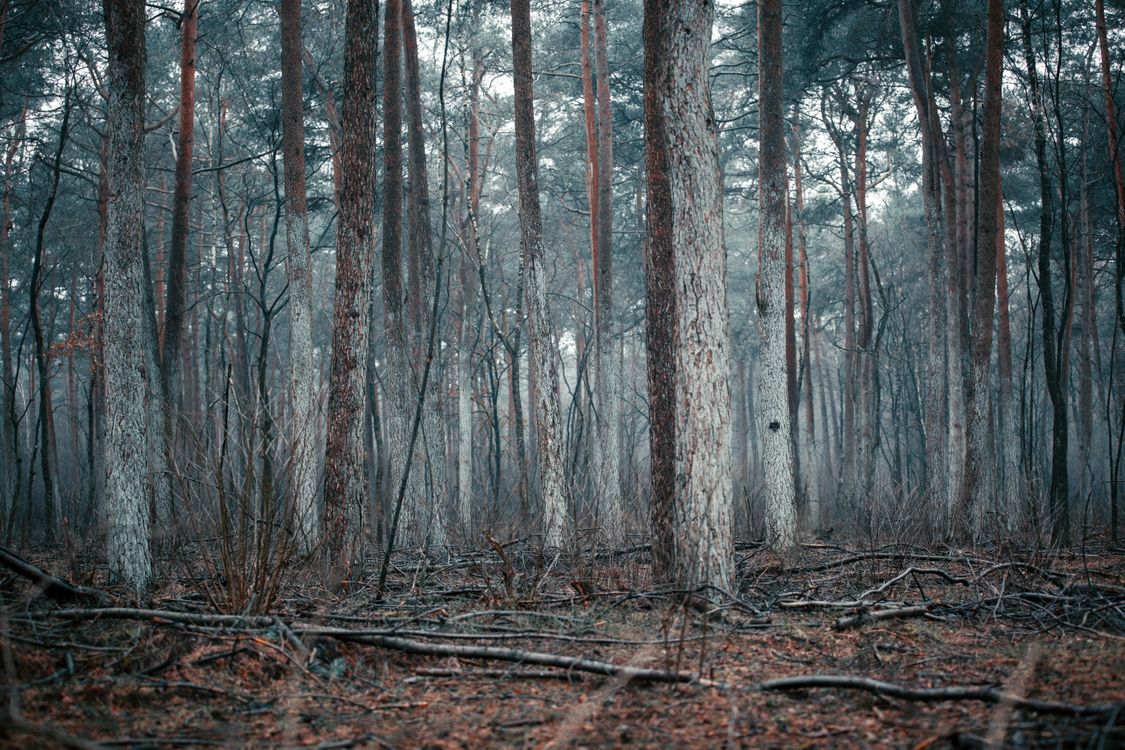 Forest Less Trees Leafless Trees in the Forest · Free Stock Photo